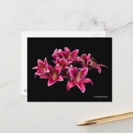 Elegant Stargazer Oriental Lilies Pink Flowers Briefkaart