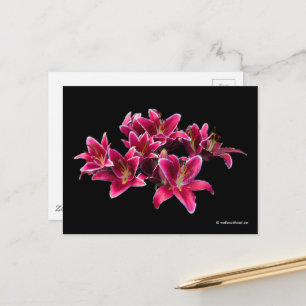Elegant Stargazer Oriental Lilies Pink Flowers Briefkaart