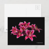 Elegant Stargazer Oriental Lilies Pink Flowers Briefkaart (Voorkant / Achterkant)