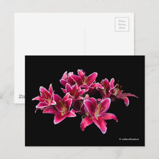 Elegant Stargazer Oriental Lilies Pink Flowers Briefkaart (Voorkant / Achterkant)