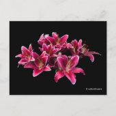 Elegant Stargazer Oriental Lilies Pink Flowers Briefkaart (Voorkant)