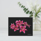 Elegant Stargazer Oriental Lilies Pink Flowers Briefkaart (Staand voorkant)