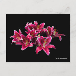 Elegant Stargazer Oriental Lilies Pink Flowers Briefkaart