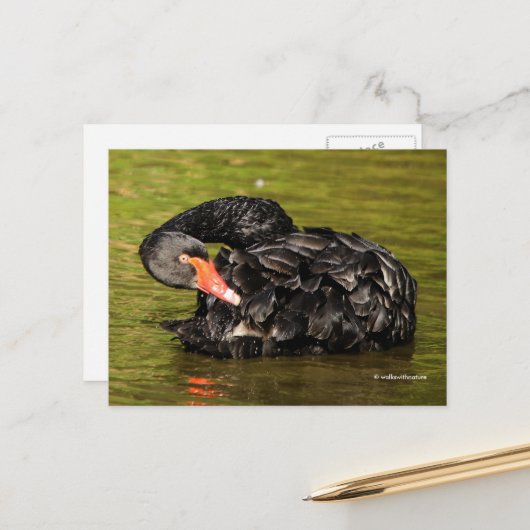 Elegant Stunning Black Swan in de Pond Briefkaart (Voorkant / Achterkant in situ)