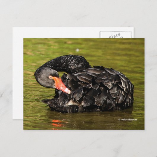 Elegant Stunning Black Swan in de Pond Briefkaart (Voorkant / Achterkant)