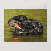 Elegant Stunning Black Swan in de Pond Briefkaart (Voorkant)