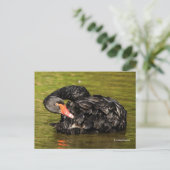 Elegant Stunning Black Swan in de Pond Briefkaart (Staand voorkant)