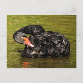 Elegant Stunning Black Swan in de Pond Briefkaart