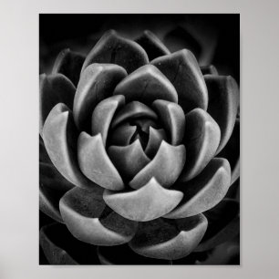 Elegant Succulent Plant Natuur Foto zwart wit Poster