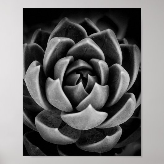 Elegant Succulent Plant Natuur Foto zwart wit Poster (Voorkant)