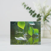 Elegant Summer Swan Briefkaart (Staand voorkant)