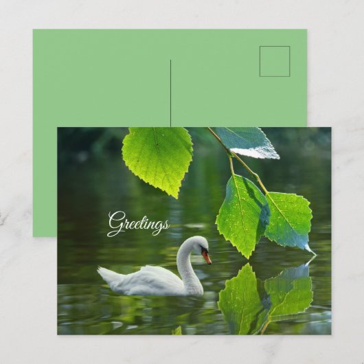 Elegant Summer Swan Briefkaart (Voorkant / Achterkant)