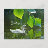 Elegant Summer Swan Briefkaart (Voorkant)