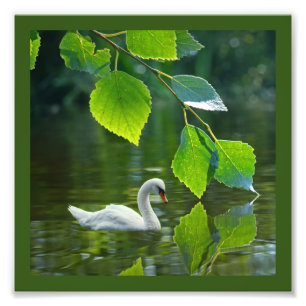 Elegant Summer Swan Foto Afdruk