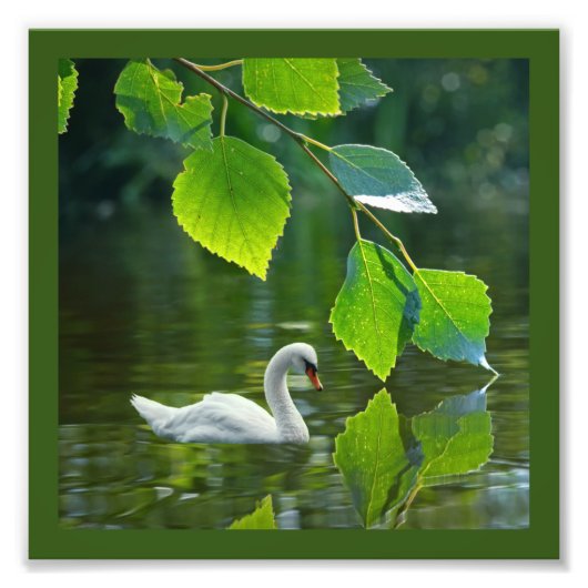 Elegant Summer Swan Foto Afdruk (Voorkant)