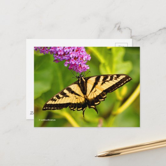 Elegant Swallowtail Butterfly op Butterfly Struik Briefkaart (Voorkant / Achterkant in situ)
