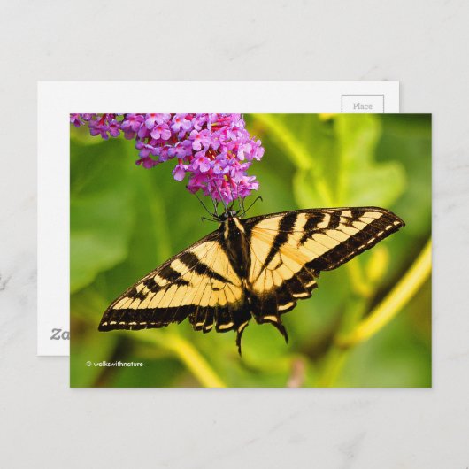 Elegant Swallowtail Butterfly op Butterfly Struik Briefkaart (Voorkant / Achterkant)