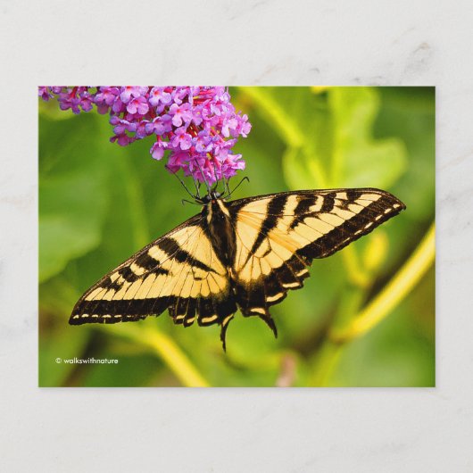 Elegant Swallowtail Butterfly op Butterfly Struik Briefkaart (Voorkant)
