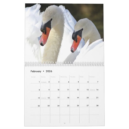 Elegant Swans Kalender (Feb 2026)
