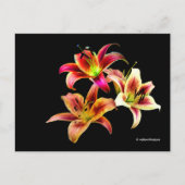 Elegant Trio van Geel Roze Daylilies Floral Briefkaart (Voorkant)