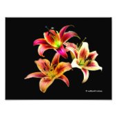 Elegant Trio van Geel Roze Daylilies Floral Foto Afdruk (Voorkant)
