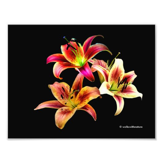 Elegant Trio van Geel Roze Daylilies Floral Foto Afdruk (Voorkant)