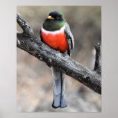 Elegant Trogon Poster (Voorkant)