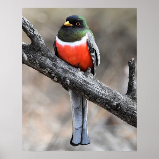 Elegant Trogon Poster (Voorkant)