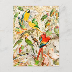 Elegant  Tropische Vogelparrots Briefkaart