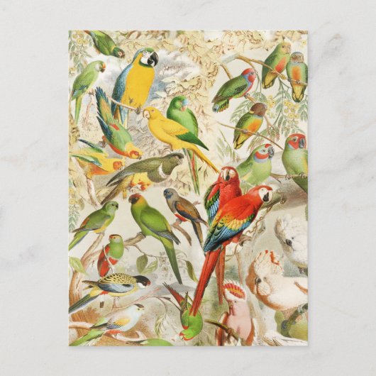 Elegant  Tropische Vogelparrots Briefkaart (Voorkant)
