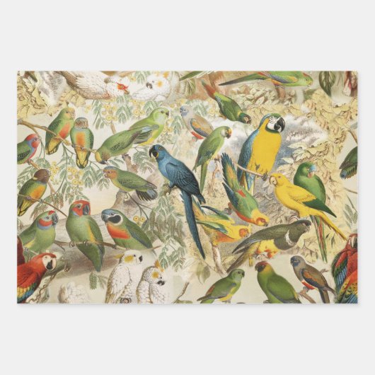 Elegant  Tropische Vogelparrots Inpakpapier Vel (Voorkant 2)