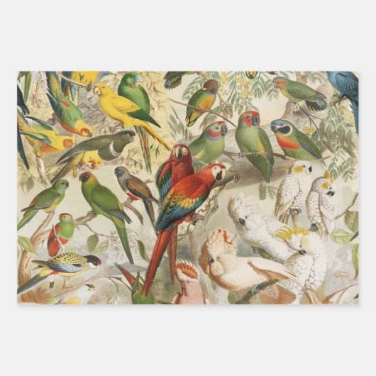 Elegant  Tropische Vogelparrots Inpakpapier Vel (Voorkant)