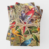 Elegant  Tropische Vogelparrots Inpakpapier Vel (In situ)