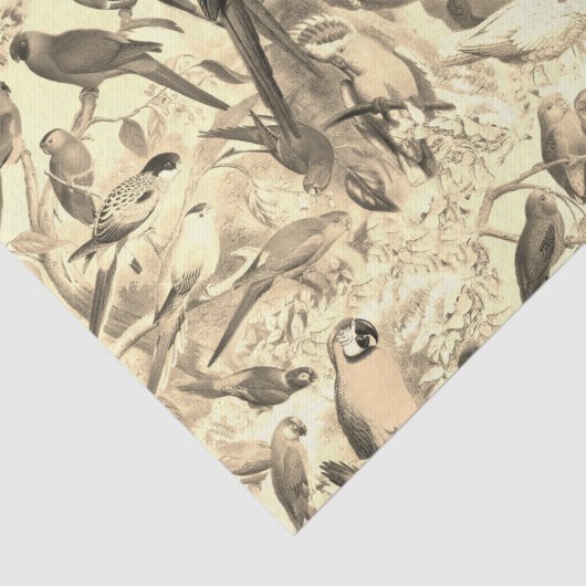 Elegant Tropische Vogelparrots ontkoppelen Tissuepapier (Detail)