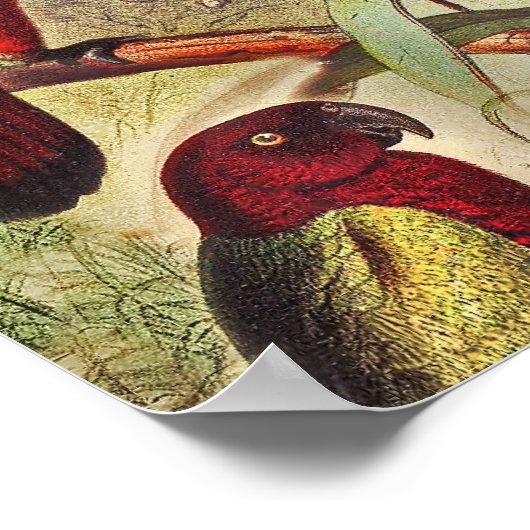 Elegant  Tropische Vogelparrots Poster (Hoek)