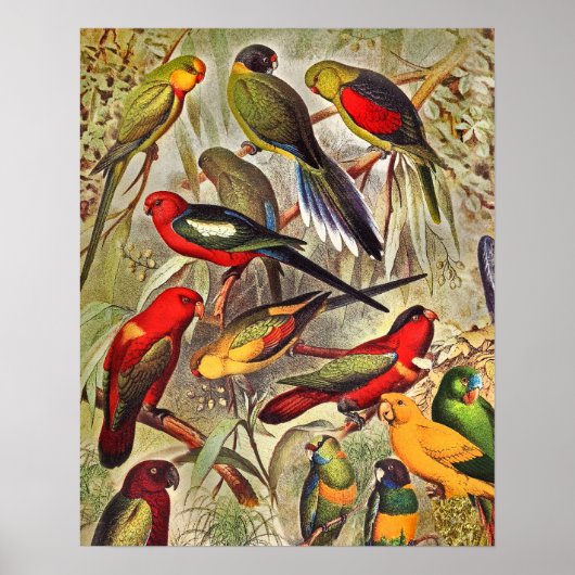 Elegant  Tropische Vogelparrots Poster (Voorkant)