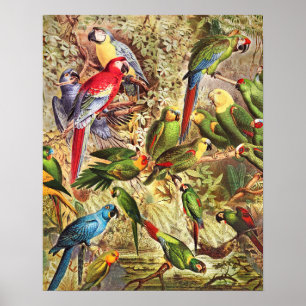 Elegant  Tropische Vogelparrots Poster