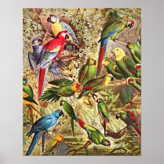 Elegant  Tropische Vogelparrots Poster (Voorkant)