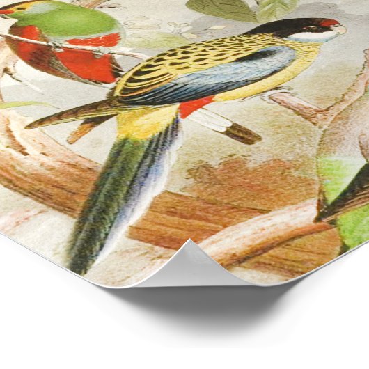 Elegant  Tropische Vogelparrots Poster (Hoek)