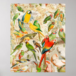 Elegant  Tropische Vogelparrots Poster