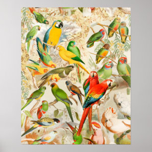Elegant Tropische Vogelparrots Poster