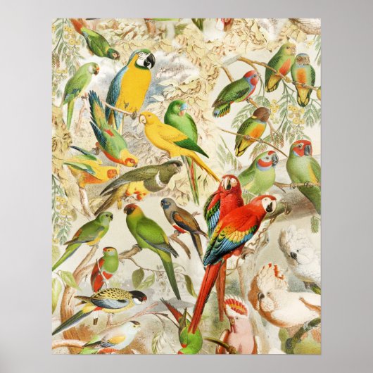 Elegant  Tropische Vogelparrots Poster (Voorkant)