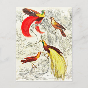Elegant  tropische vogels in het paradijs briefkaart