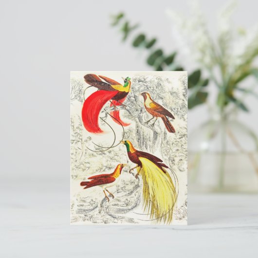 Elegant tropische vogels in het paradijs briefkaart (Staand voorkant)