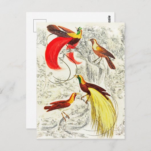 Elegant tropische vogels in het paradijs briefkaart (Voorkant / Achterkant)