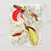 Elegant tropische vogels in het paradijs briefkaart (Voorkant)