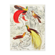 Elegant tropische vogels in het paradijs