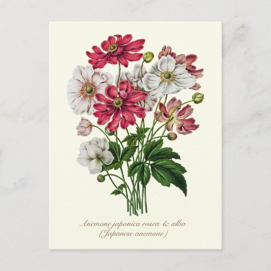 Elegant Vintage Botanical Japanese Anemone Briefkaart (Voorkant)