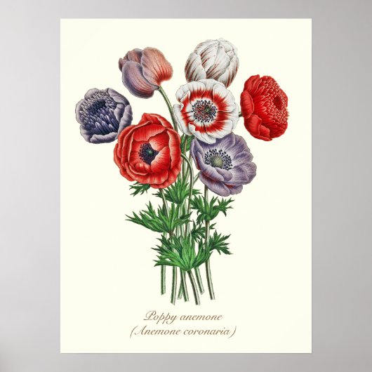 Elegant Vintage Botanical Poppy Anemone 18"x24" Poster (Voorkant)