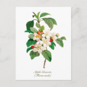 Elegant Vintage Botanische appelbloesem Briefkaart (Voorkant)